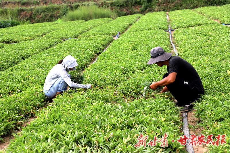 1754396625104619.jpg 1754299607386080791.jpg