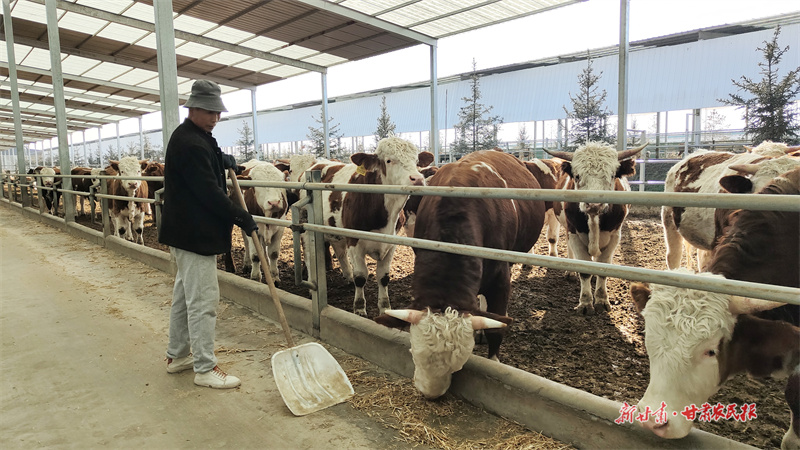 當?shù)剞r(nóng)戶在牛場成了飼養(yǎng)員