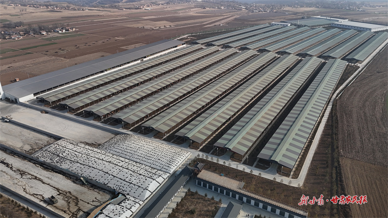 昊康牧業(yè)萬頭平?jīng)黾t牛育肥基地2