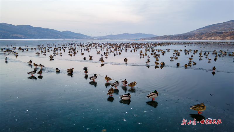 成千上萬只野鴨在冰面與水面棲息