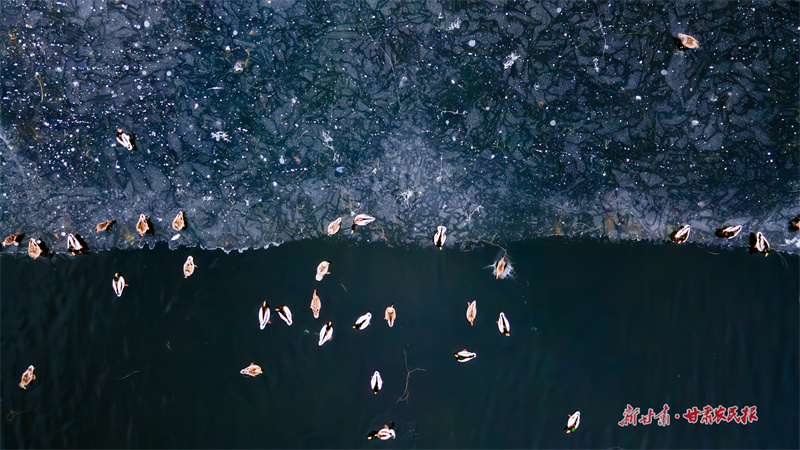 野鴨在冰緣與水中形成優美畫面