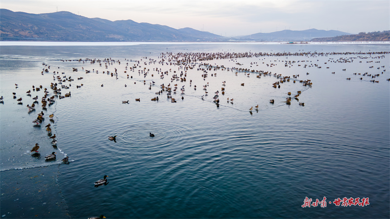 湖面上野鴨成群